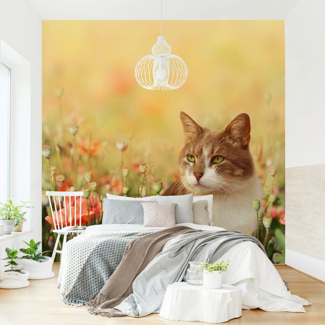 Papel de parede papoilas Cat In A Field Of Poppies