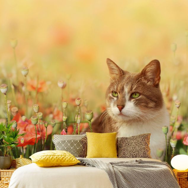 Papel de parede gatos Cat In A Field Of Poppies