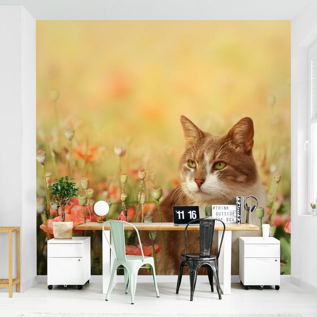 papel de parede moderno Cat In A Field Of Poppies