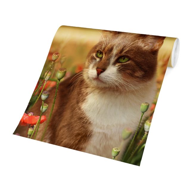 Papel de parede animais Cat In A Field Of Poppies