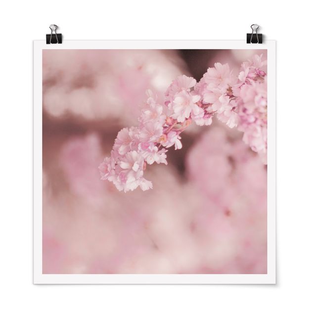 quadros flores Cherry Blossoms In Purple Light