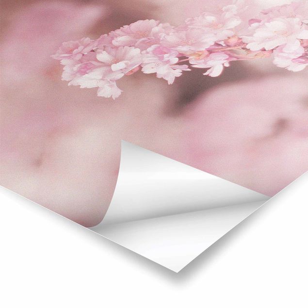 posters decorativos Cherry Blossoms In Purple Light
