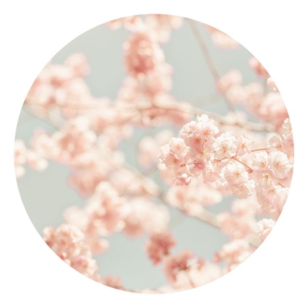 papel parede de flor Cherry Blossom Glow