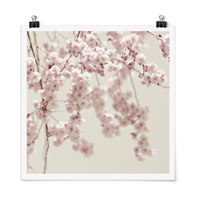 quadros flores Dancing Cherry Blossoms
