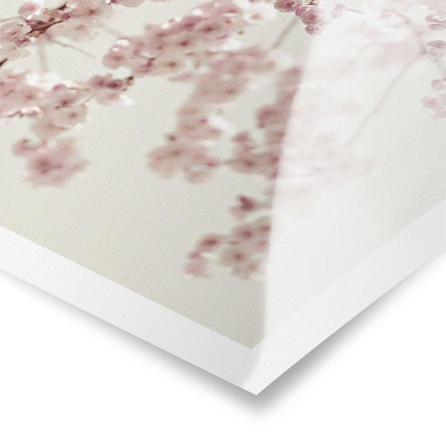 posters decorativos Dancing Cherry Blossoms