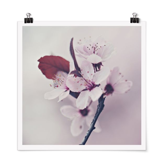 quadro com flores Cherry Blossom Branch Antique Pink
