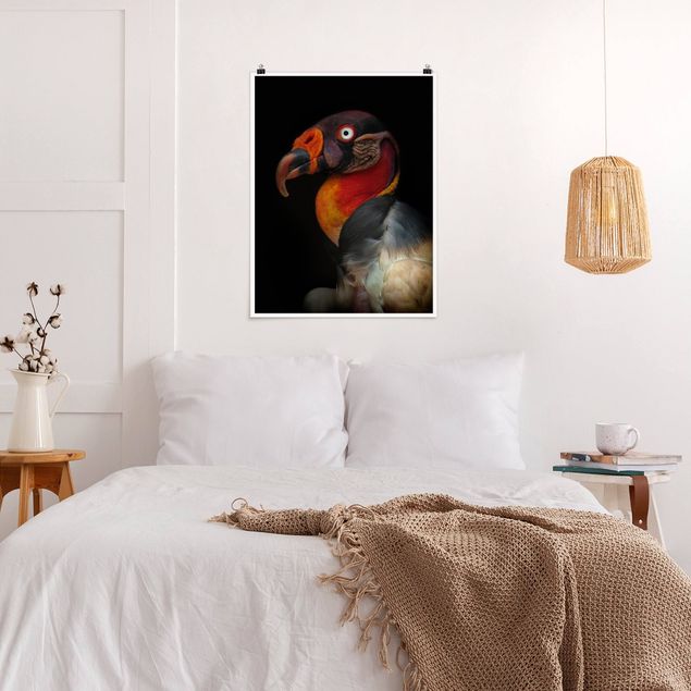 Posters animais King Vulture In Front Of Black