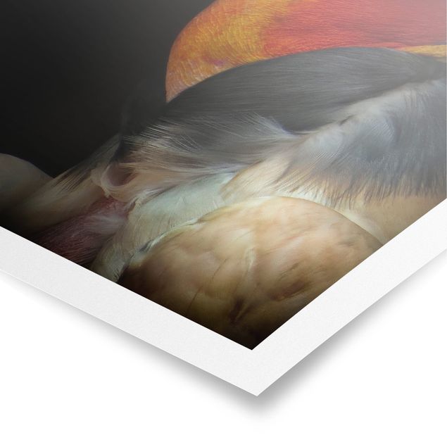 Quadros pretos King Vulture In Front Of Black