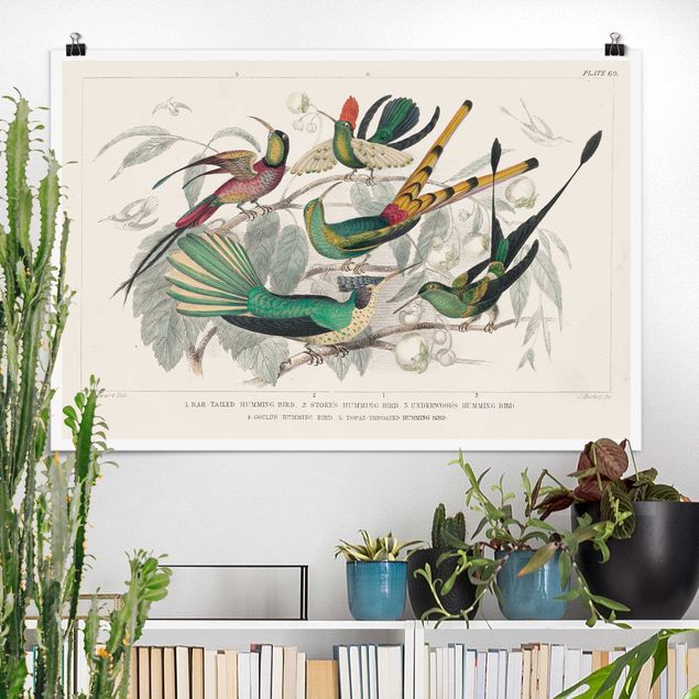 Posters vintage Hummingbird Diagram