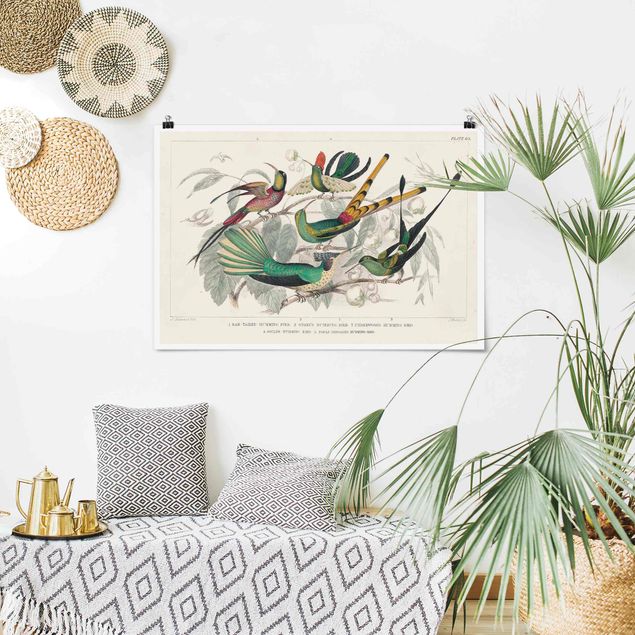 Posters animais Hummingbird Diagram