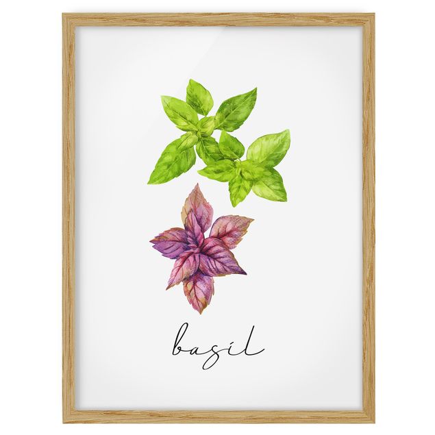 Quadros florais Herbs Illustration Basil
