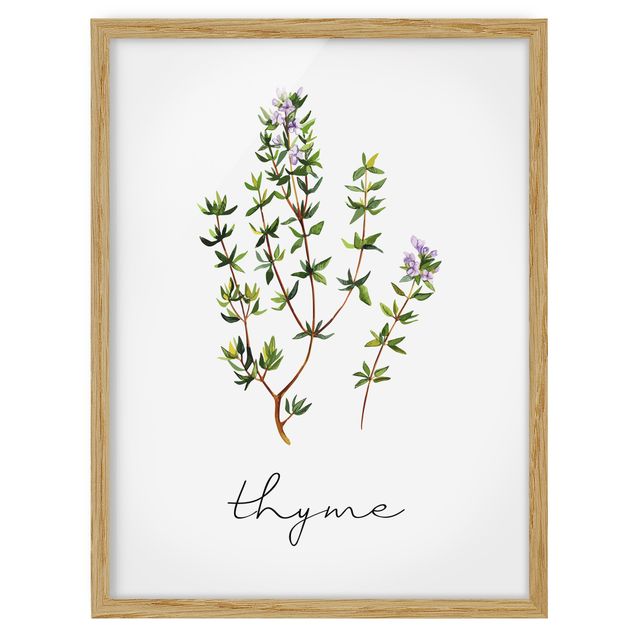 Quadros florais Herbs Illustration Thyme