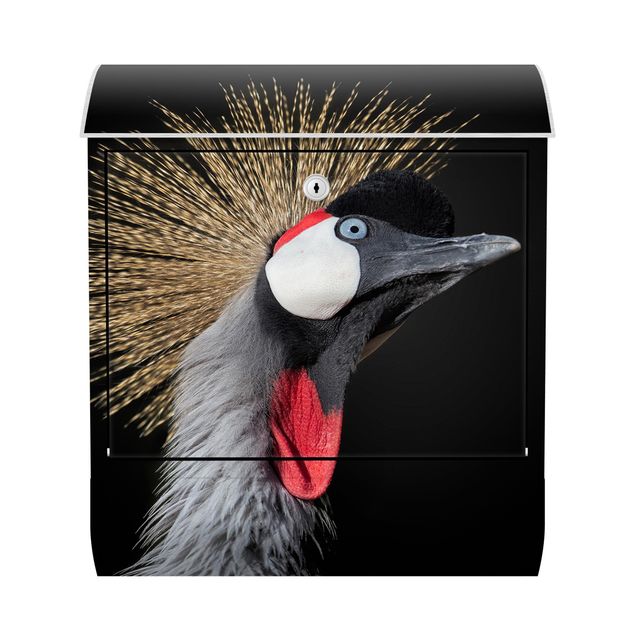 Caixas de correio em preto Crowned Crane In Front Of Black
