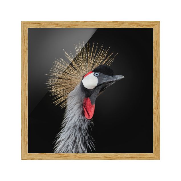 Quadros modernos Crowned Crane In Front Of Black