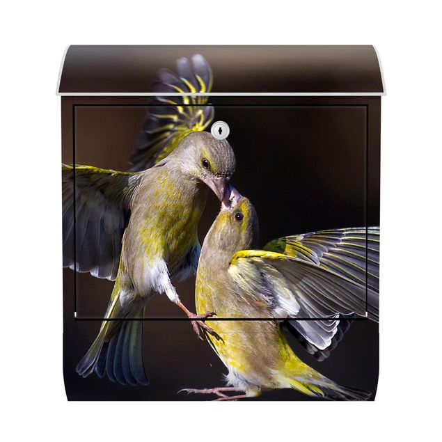 Caixas de correio em amarelo Kissing Hummingbirds