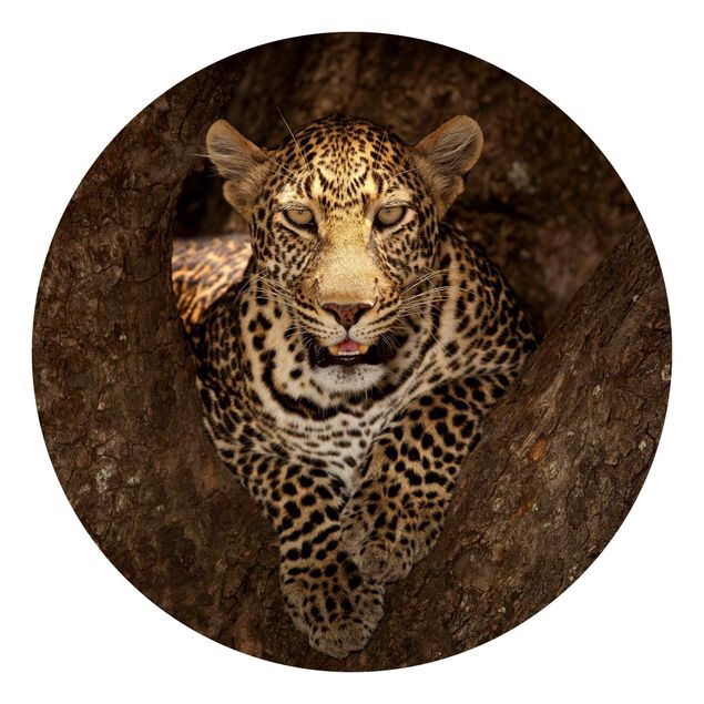 Papel de parede animais Leopard Resting On A Tree