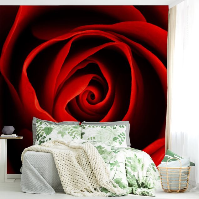 papel parede rosas Lovely Rose