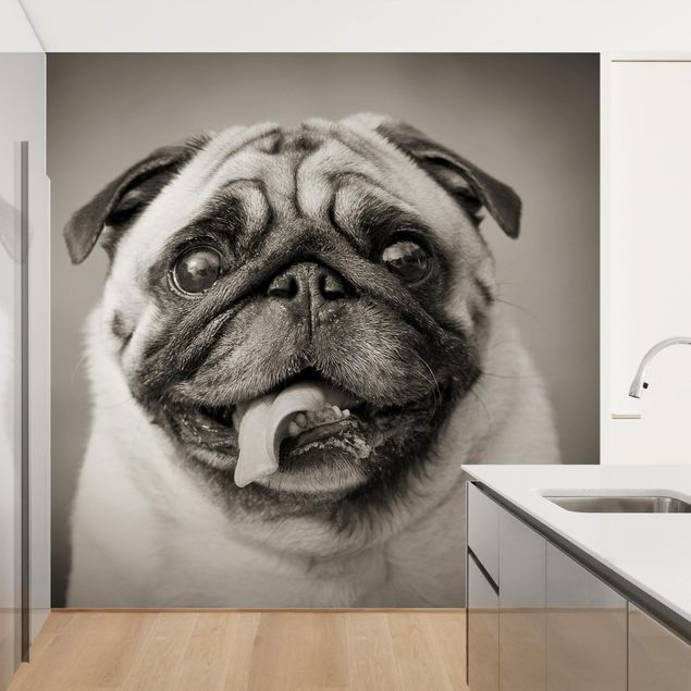 Papel de parede cães Funny Pug