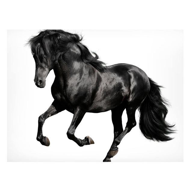 Quadros magnéticos animais Arabian Stallion