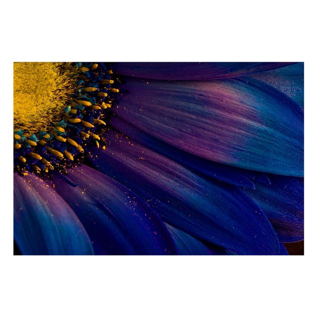 Quadros magnéticos flores Blue Gerbera Flower