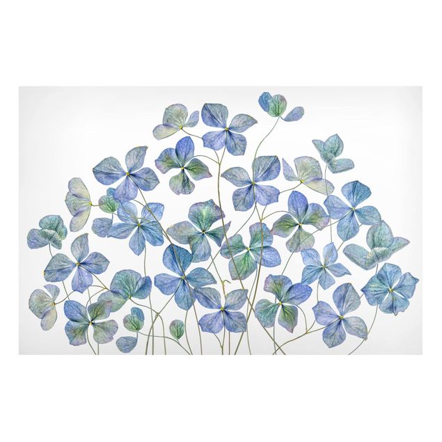 Quadros magnéticos flores Blue Hydrangea Flowers