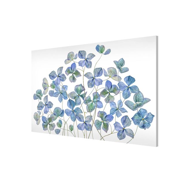 Quadros florais Blue Hydrangea Flowers