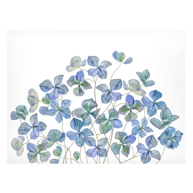 Quadros magnéticos flores Blue Hydrangea Flowers