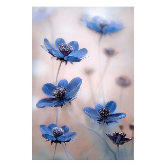 Quadros magnéticos flores Blue Cosmos
