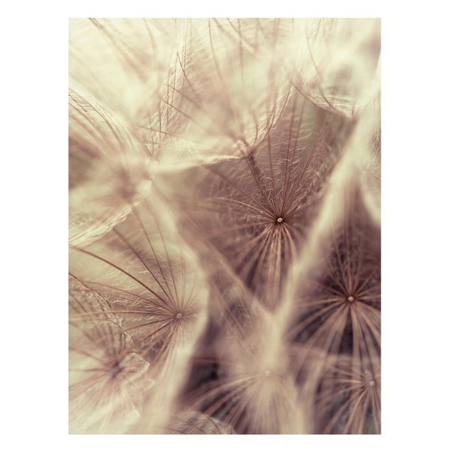 Quadros magnéticos flores Detailed Dandelion Macro Shot With Vintage Blur Effect