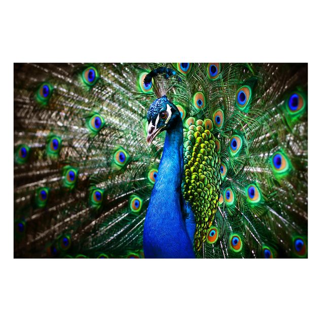 Quadros magnéticos animais Noble Peacock