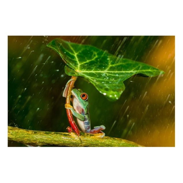 Quadros magnéticos flores Frog In The Rain