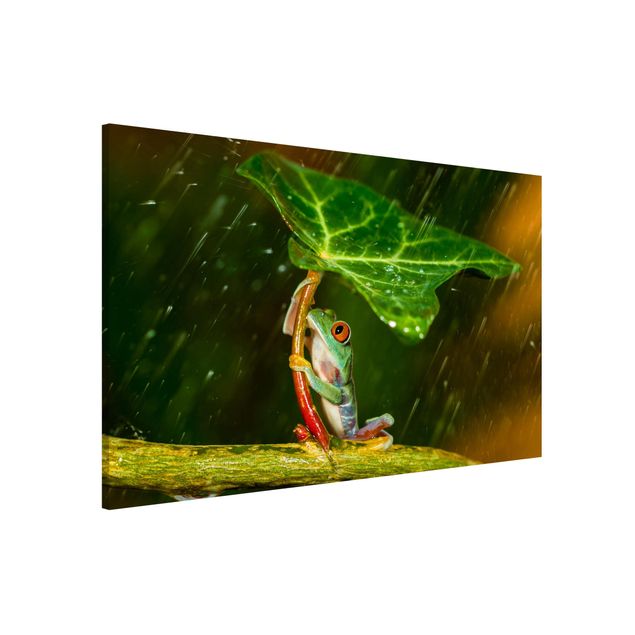 decoraçao cozinha Frog In The Rain