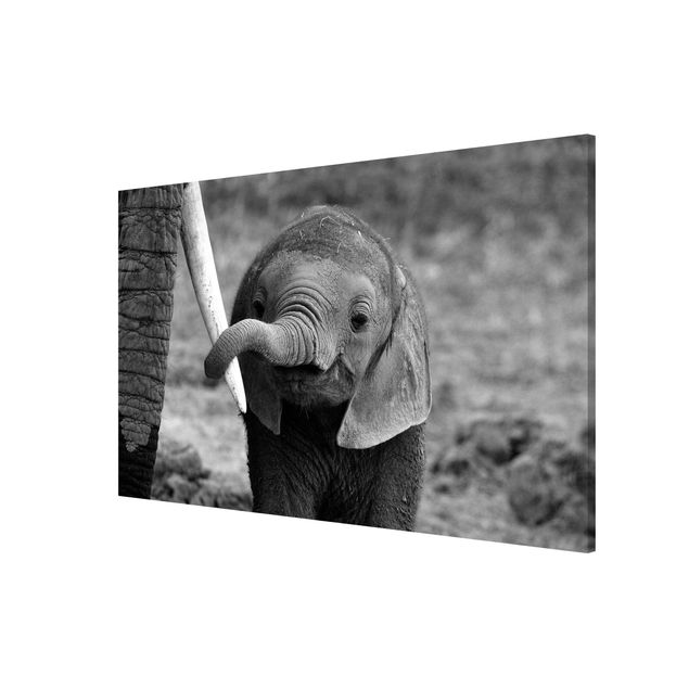 Quadros magnéticos animais Baby Elephant