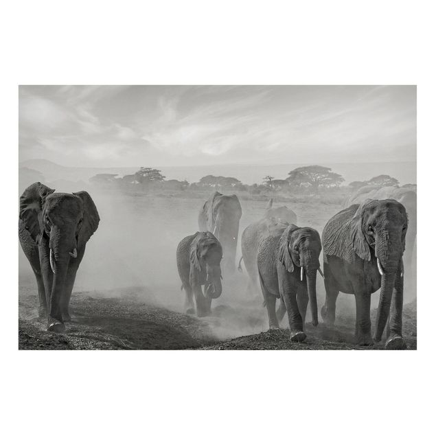 Quadros elefantes Herd Of Elephants
