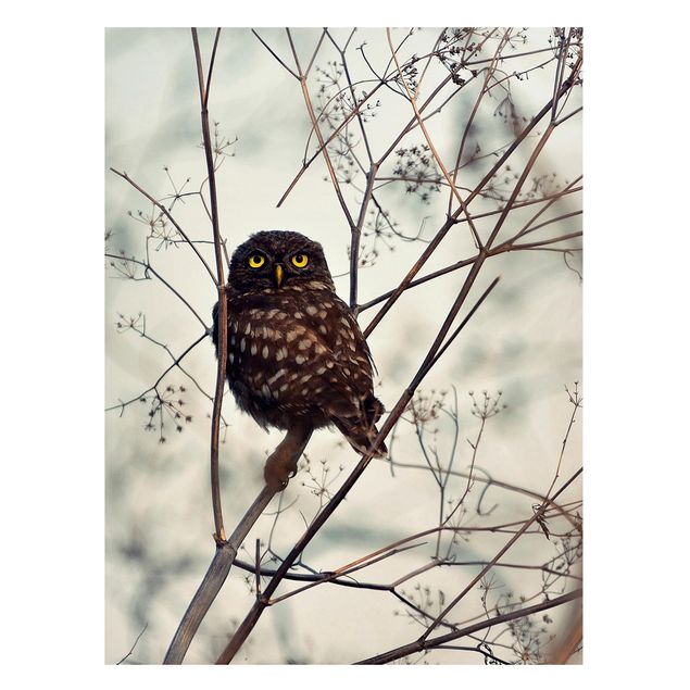 Quadros magnéticos animais Owl In The Winter