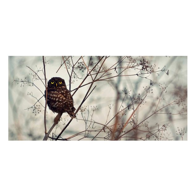 Quadros magnéticos animais Owl In The Winter