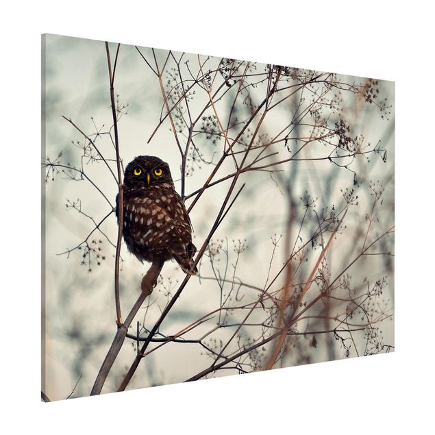 decoraçao para parede de cozinha Owl In The Winter
