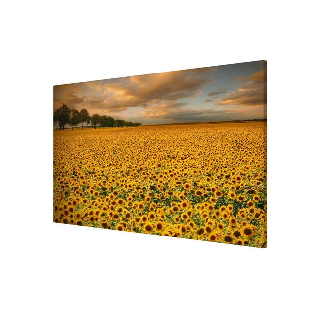 quadros de paisagens Field With Sunflowers