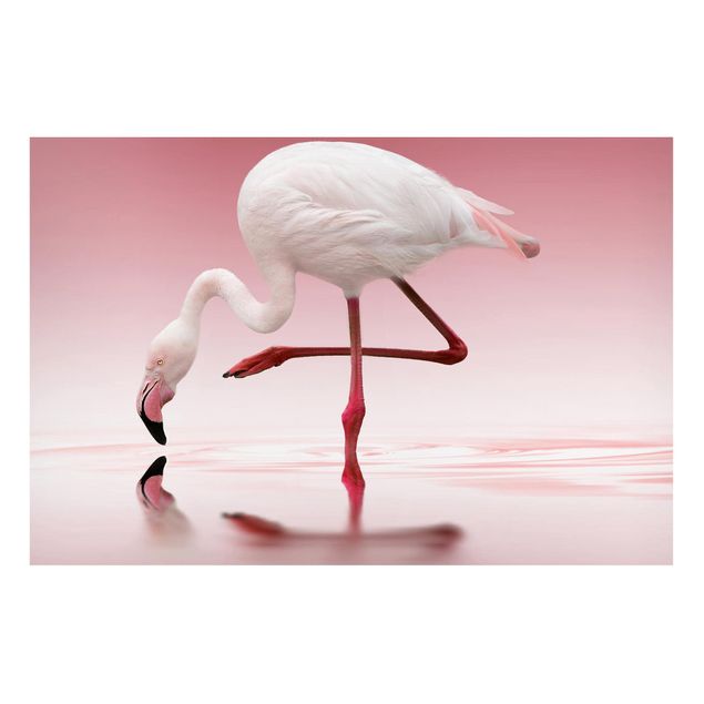Quadros magnéticos animais Flamingo Dance