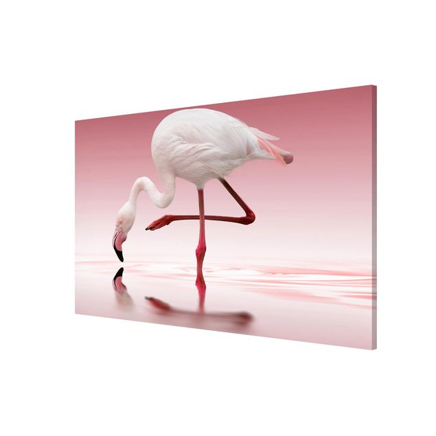 Quadros penas Flamingo Dance