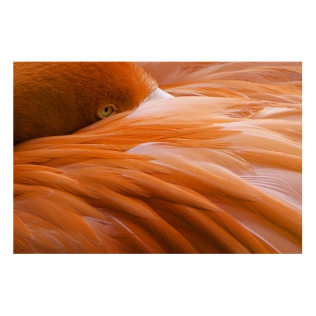 Quadros magnéticos animais Flamingo Feathers