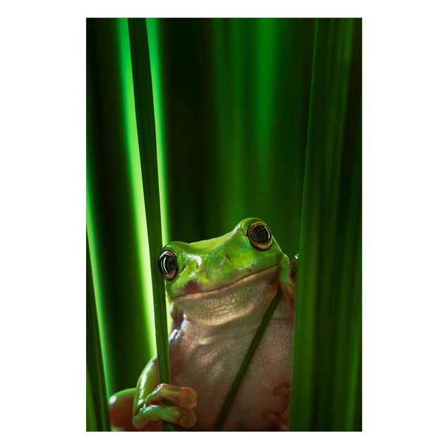 Quadros magnéticos animais Merry Frog