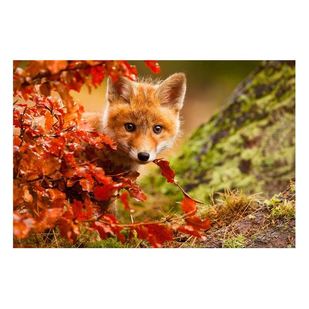 quadro de árvore Fox In Autumn