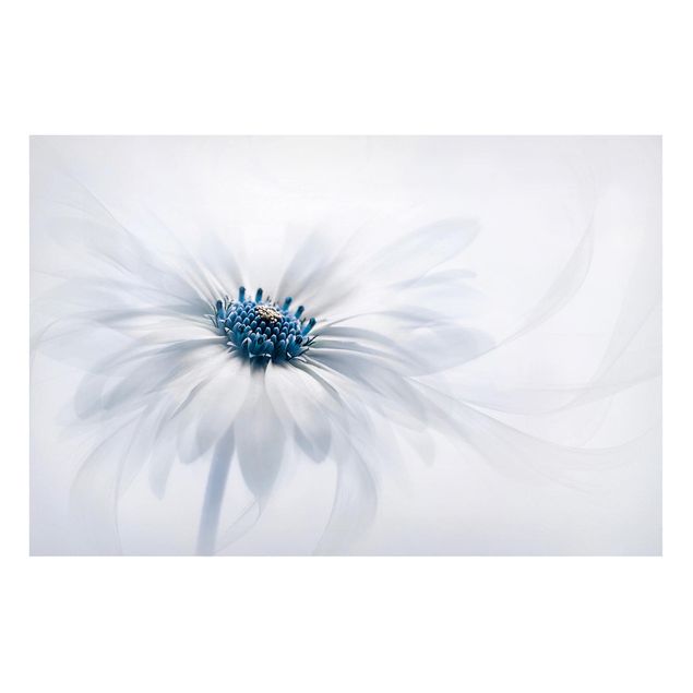 Quadros magnéticos flores Daisy In Blue
