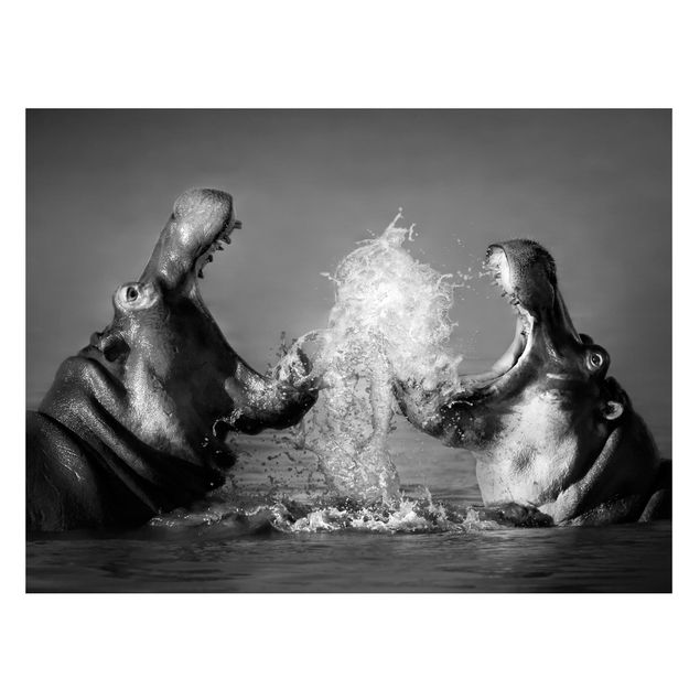 Quadros magnéticos animais Hippo Fight