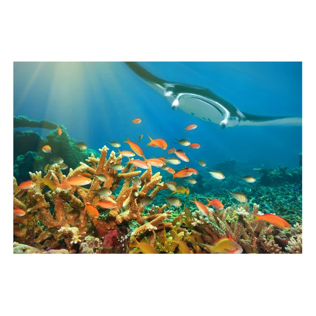 Quadros magnéticos animais Coral reef