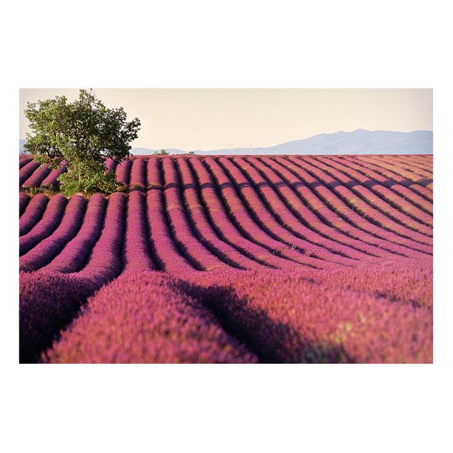 quadros de paisagens Lavender