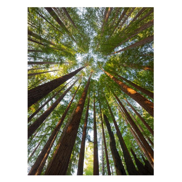quadro de árvore Sequoia Tree Tops