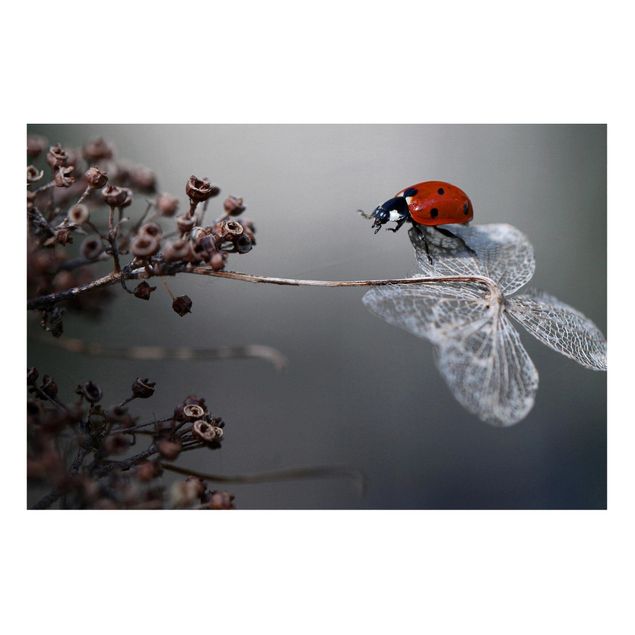 Quadros magnéticos flores Ladybird On Hydrangea
