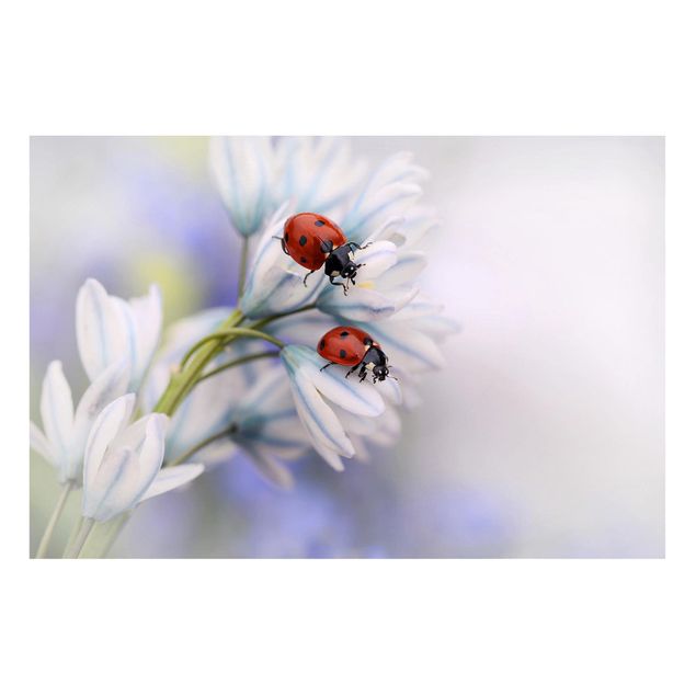 Quadros magnéticos flores Ladybird Couple
